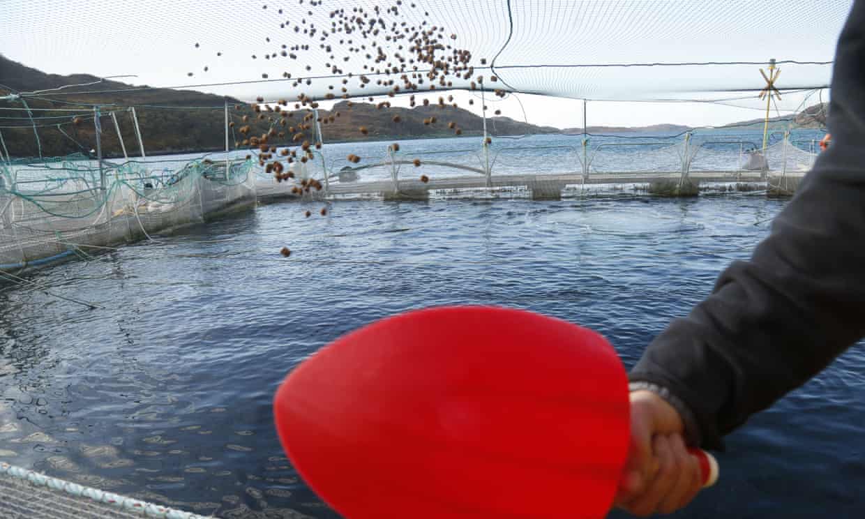 Wild fish stocks squandered to feed farmed salmon, study finds